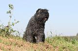 BOUVIER DES FLANDRES 075